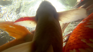 水下鱼在池塘里吃鱼30秒视频