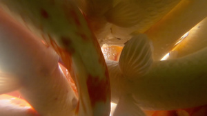 鲤鱼锦鲤31秒视频