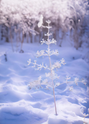冬天美丽的雪景一棵小树4秒视频