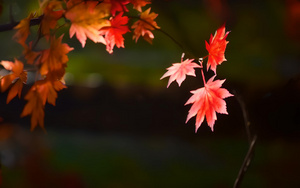 秋天的枫叶4秒视频