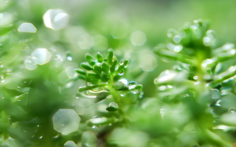 小草雨水露珠视频