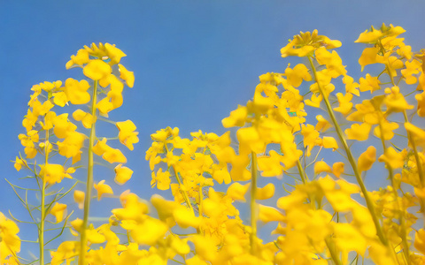 油菜花特写视频