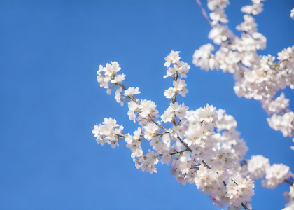 春天盛开的樱花视频