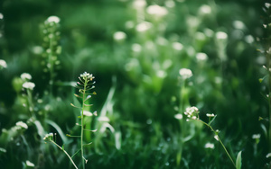 春天阳光下盛开的小花与绿色植物4秒视频