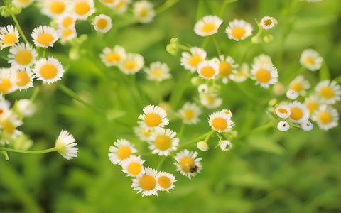 春天的野菊花视频