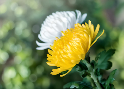 清明节菊花视频