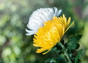 清明节菊花4秒视频