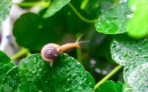 下雨天蜗牛4秒视频