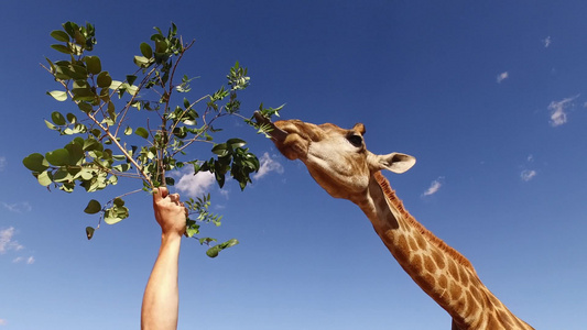给被俘的长颈鹿喂树叶视频