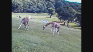 1966年联合王国2号动物园的长颈鹿12秒视频