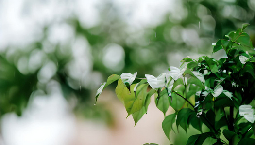 雨水谷雨视频