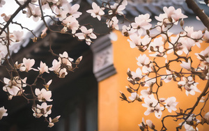 南京灵谷寺春天的玉兰花与传统建筑4秒视频