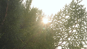 阳光闪耀在长青的叶子上16秒视频