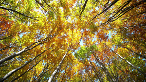 秋天的红树景色整盘美丽的多彩秋季树顶端和树叶在森林公园16秒视频