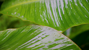 雨打芭蕉4K55秒视频