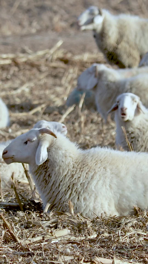 多角度拍摄微风中麦田田野里吃草的羊群素材49秒视频