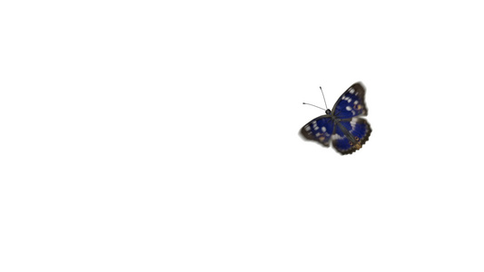 蝴蝶飞行和降落在白色背景上视频