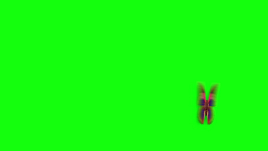 蝴蝶在绿色背景下飞行和着陆视频