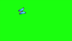 蝴蝶飞行和着陆30秒视频