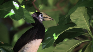 塔胡陶国家公园泰河的鸟儿11秒视频