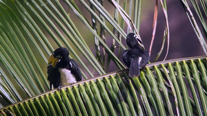 塔胡陶国家公园里的鸟34秒视频
