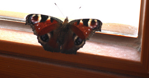 蝴蝶在窗边28秒视频