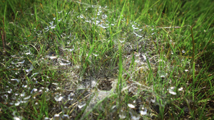与露水的蜘蛛网在草绿色关闭草背景上的宏观水滴清晨草地11秒视频