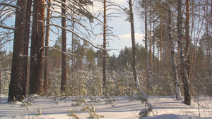 阳光明媚冬季森林降雪22秒视频