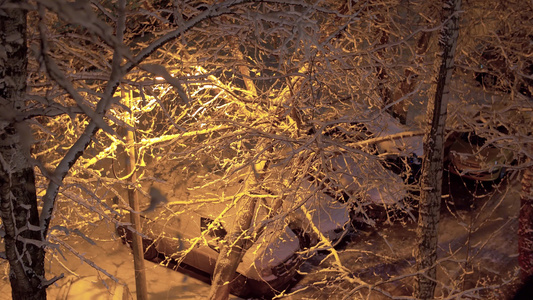 街灯照亮的雪花覆盖着树上视频