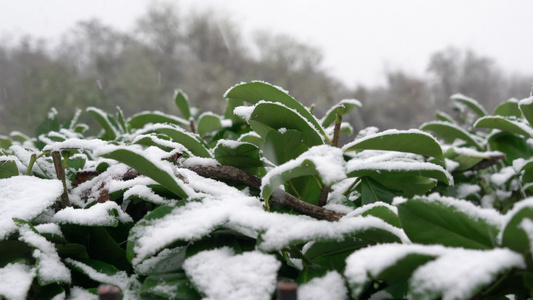 下雪视频