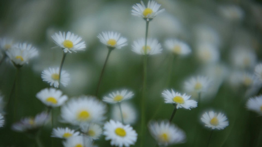 花儿花朵视频