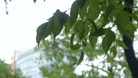 树枝下落的雨滴和雨后的绿叶视频