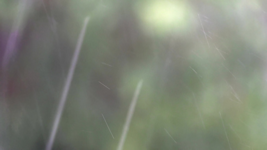 自然绿色背景下的雨滴下降有选择性地聚焦于此视频
