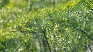 雨水下的散雾29秒视频