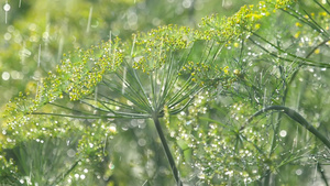 雨水下的散雾30秒视频