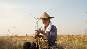 坐在田边查看水稻的农民13秒视频