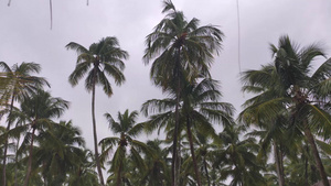 有风雨的棕榈树32秒视频