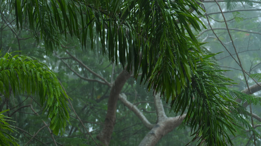 热带暴雨户外视频