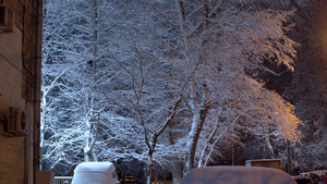 白雪在天上遮著树22秒视频
