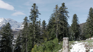 在法国比利牛斯山脉的fir树上背景中具有picdu25秒视频