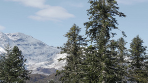 在法国比利牛斯山脉的大树20秒视频