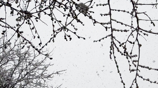 从天空坠落的慢动作雪花查看树下树枝和有雪力的林木视频
