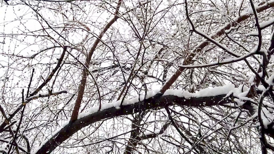 从天空坠落的慢动作雪花以雪看树枝下视频