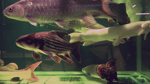 作为宠物出售的异国亚马孙河鱼类24秒视频