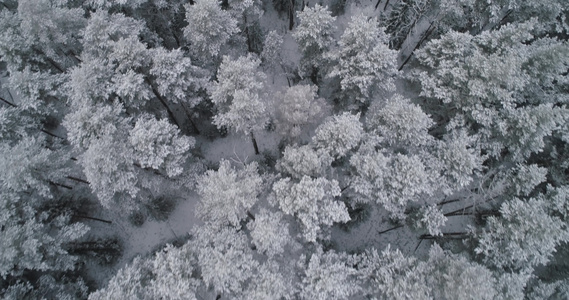 冬季风景与森林视频