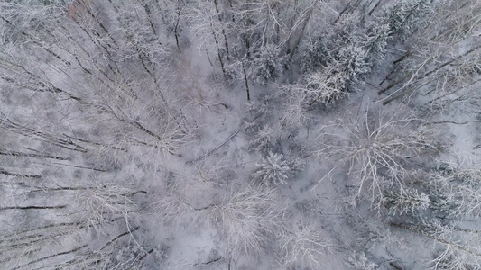 冬季风景与森林视频