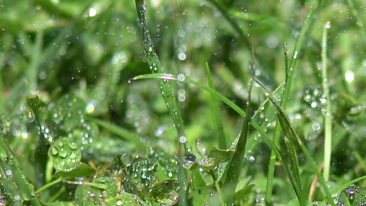 雨水中绿草上滴水视频