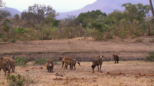 在非洲南部的Kruger国家公园发现hyaena视频