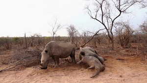 非洲南部国家公园南部白犀牛区南部17秒视频