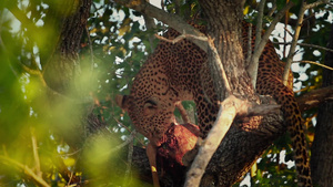 非洲南部Kruger国家公园的黑豹18秒视频